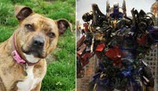 Rescue dog rejected 18,000 times lands role in Transformers 5