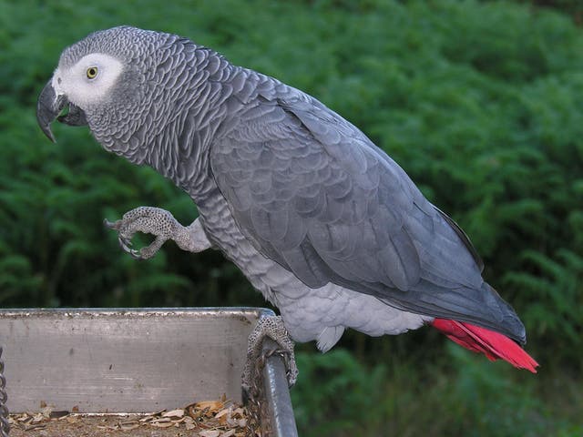 An African gray parrot, similar to Bud