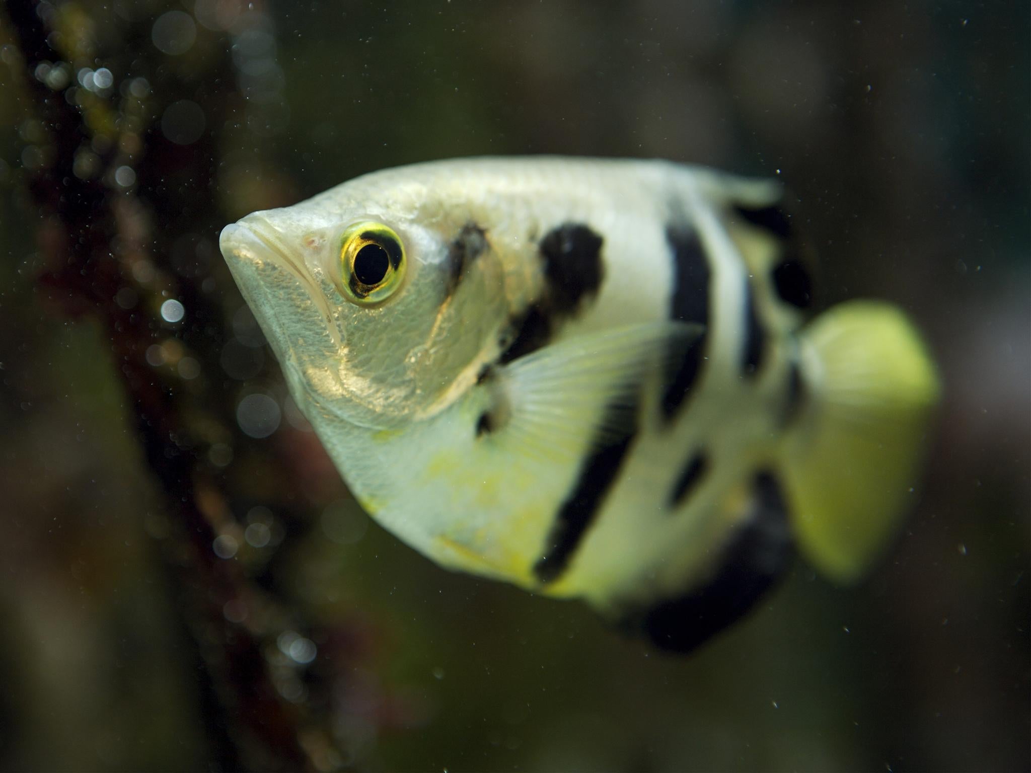 Archerfish spit at their prey, and spitted water at the images to separate them
