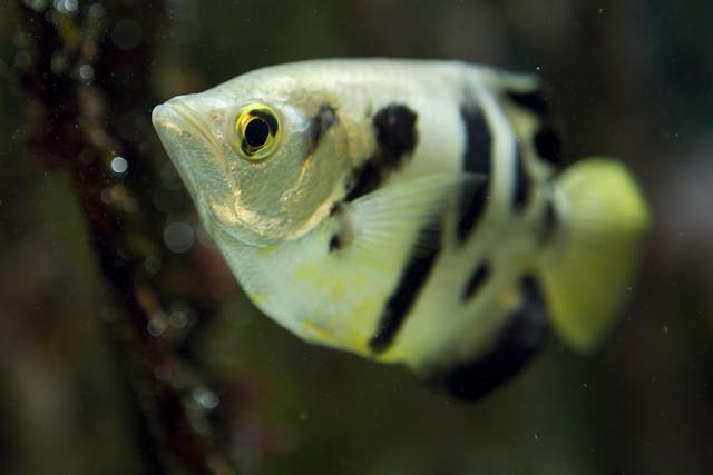 Archerfish spit at their prey, and spitted water at the images to separate them