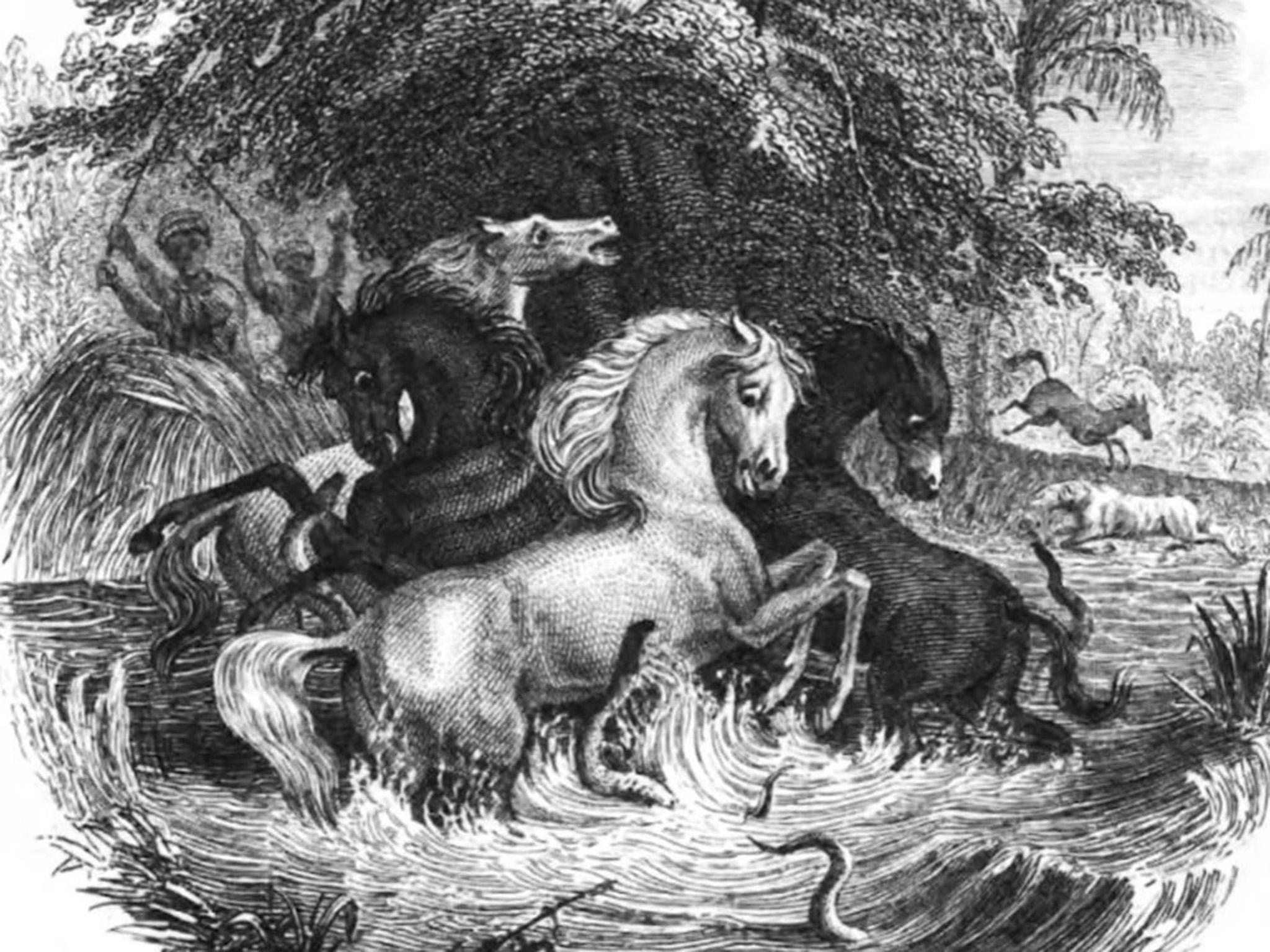 Alexander von Humboldt's description of eels attacking the horses in the Amazon in 1800