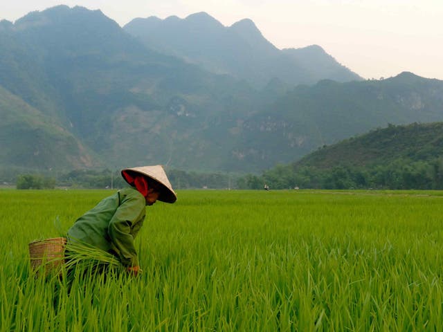 A rice farmer in Vietnam - one of ten countries considered to be truly at peace