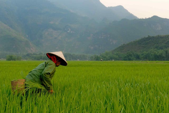 A rice farmer in Vietnam - one of ten countries considered to be truly at peace