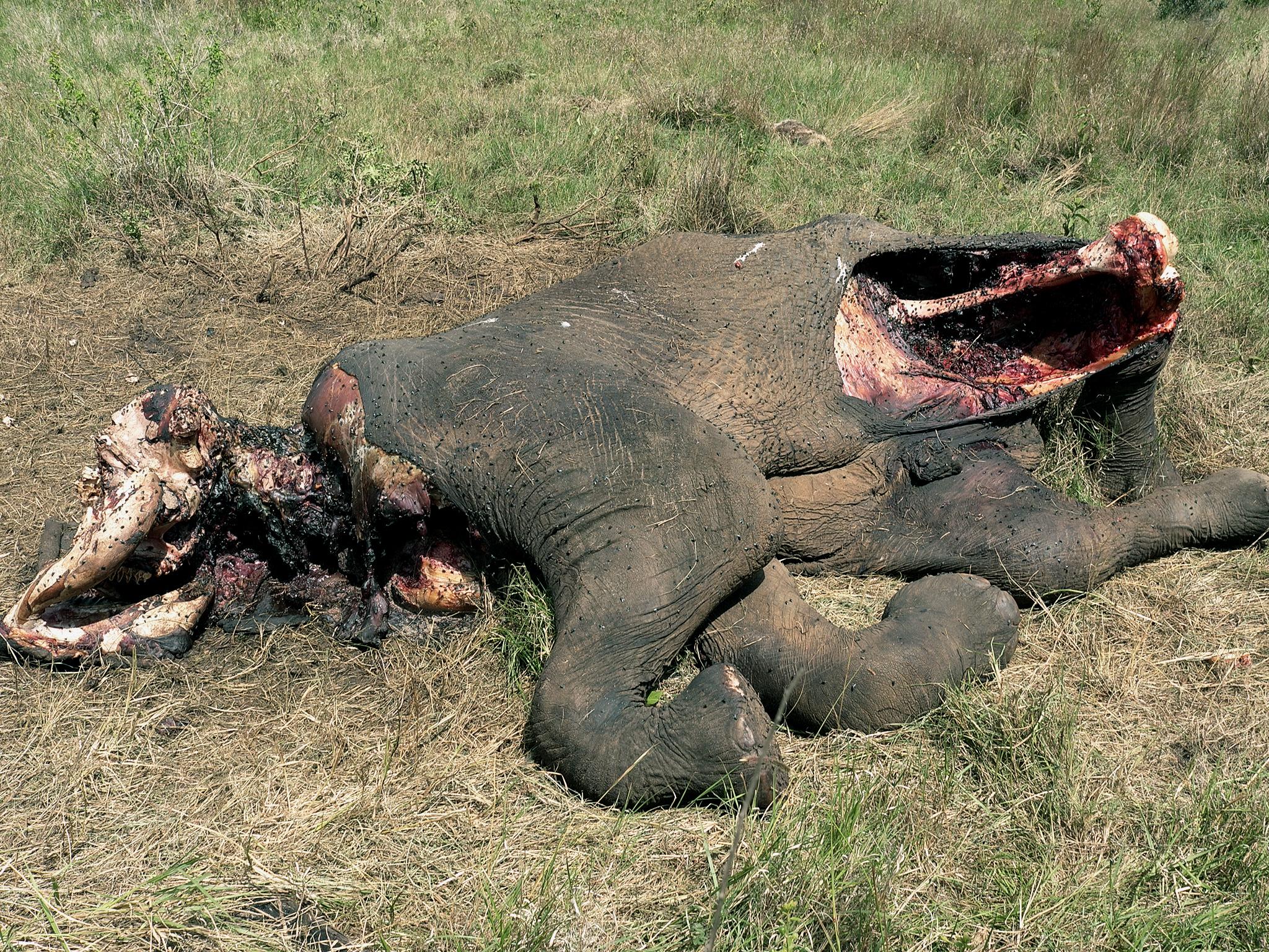 When poachers kill elephants they do so in the most brutal manner, using machetes or even chainsaws to extract the ivory. More than 100,000 elephants have been killed over a three year period.