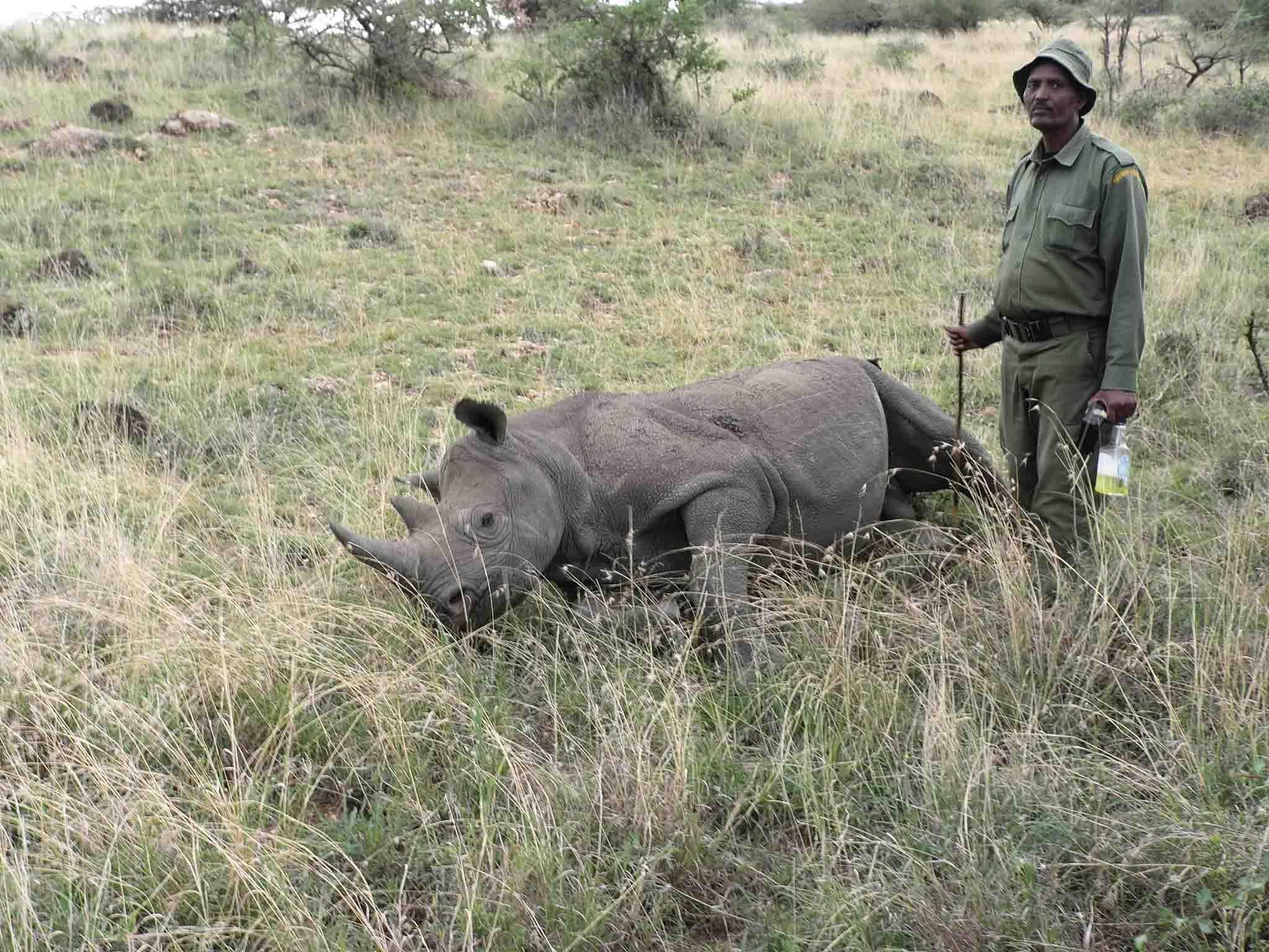 The fate of the rhino serves as a warning of what may befall Africa’s elephants if initiatives such as the Giants Club fail.