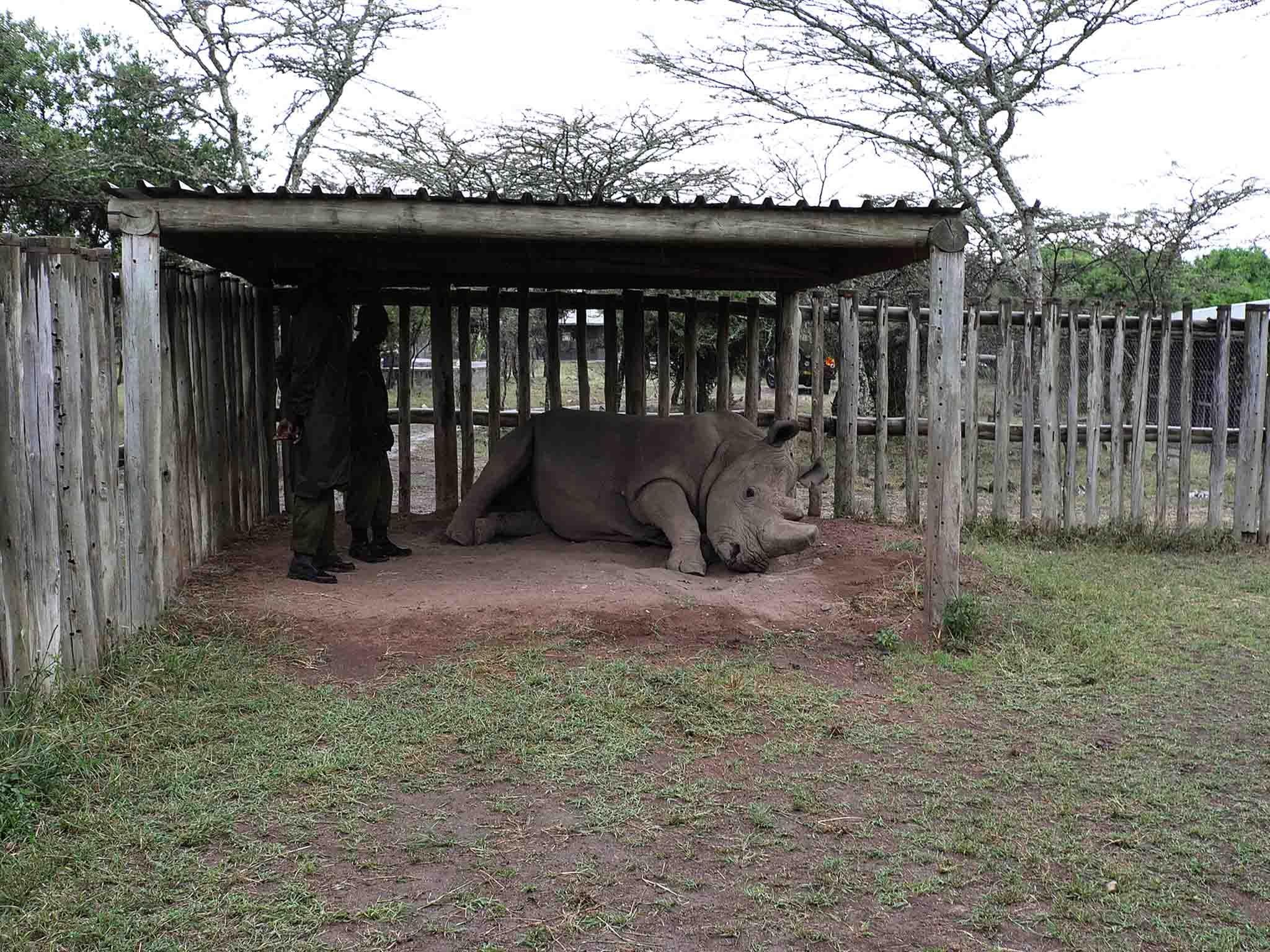 Here is ‘Sudan’, the very last northern white rhino male, who has had to be housed in a secure compound near where the summit was hosted after its species was hunted to the brink of extinction.