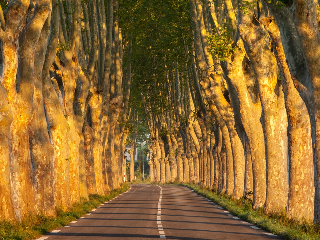 Explore France on its quieter, tree-lined D roads