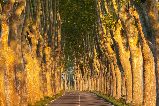 Explore France on its quieter, tree-lined D roads 