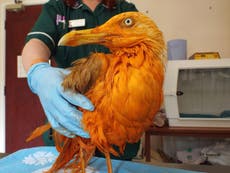 Seagull turns orange after falling into vat of chicken tikka masala curry
