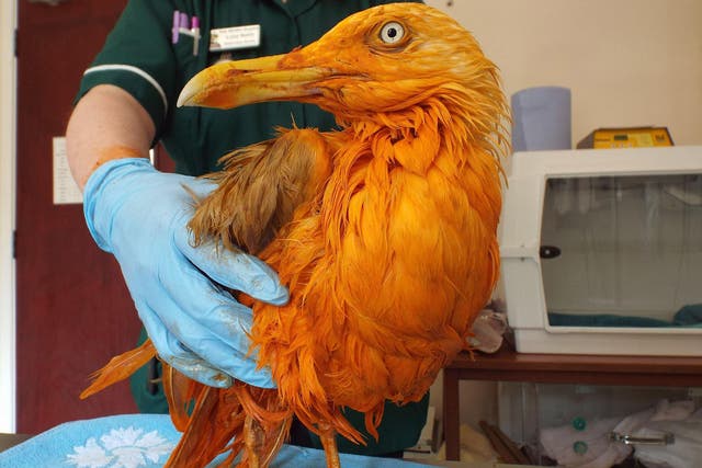 The bird fell in to a container of curry while trying to scavenge a piece of meat