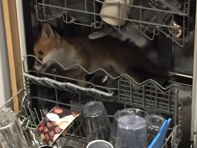 The frightened fox looked desperately for a way out of the appliance