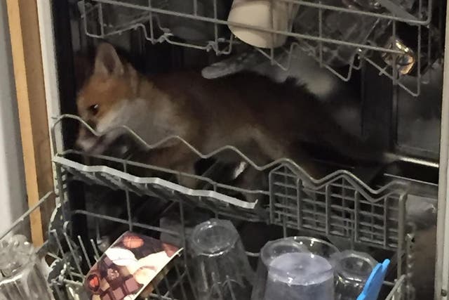 The frightened fox looked desperately for a way out of the appliance