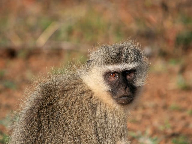 <p>A vervet monkey. One vervet monkey, wearing a leash, allegedly tried to attack a woman at her home when she was feeding her cats. </p>