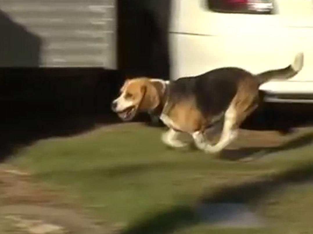 Snoopy, the dog that saved a family of three from a house fire