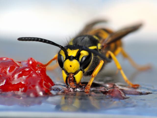 Wasps indulge their sweet tooth in the later summer months after their larvae become self-sufficient (Getty/iStockphoto)