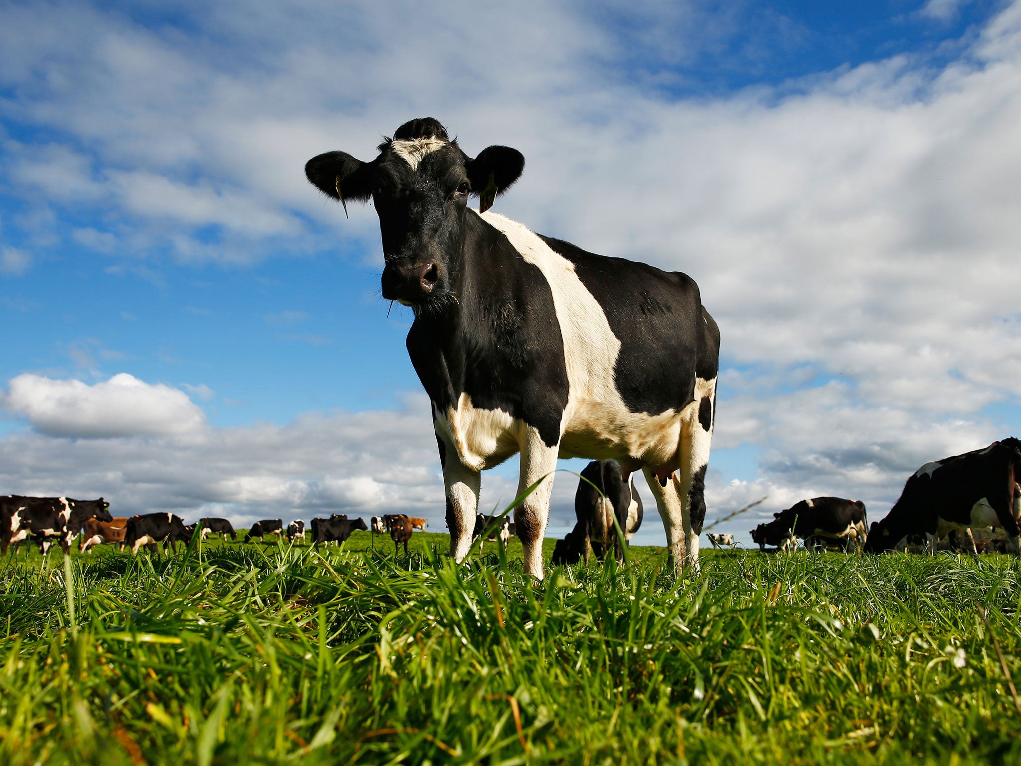 Cows across the world produce millions of metric tonnes of methane gas annually through burping