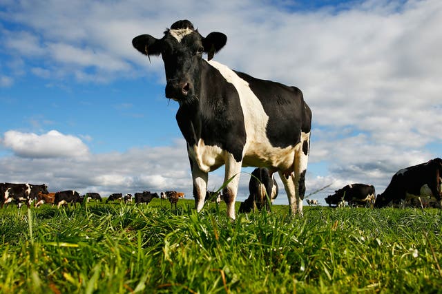 Cows across the world produce millions of metric tonnes of methane gas annually through burping