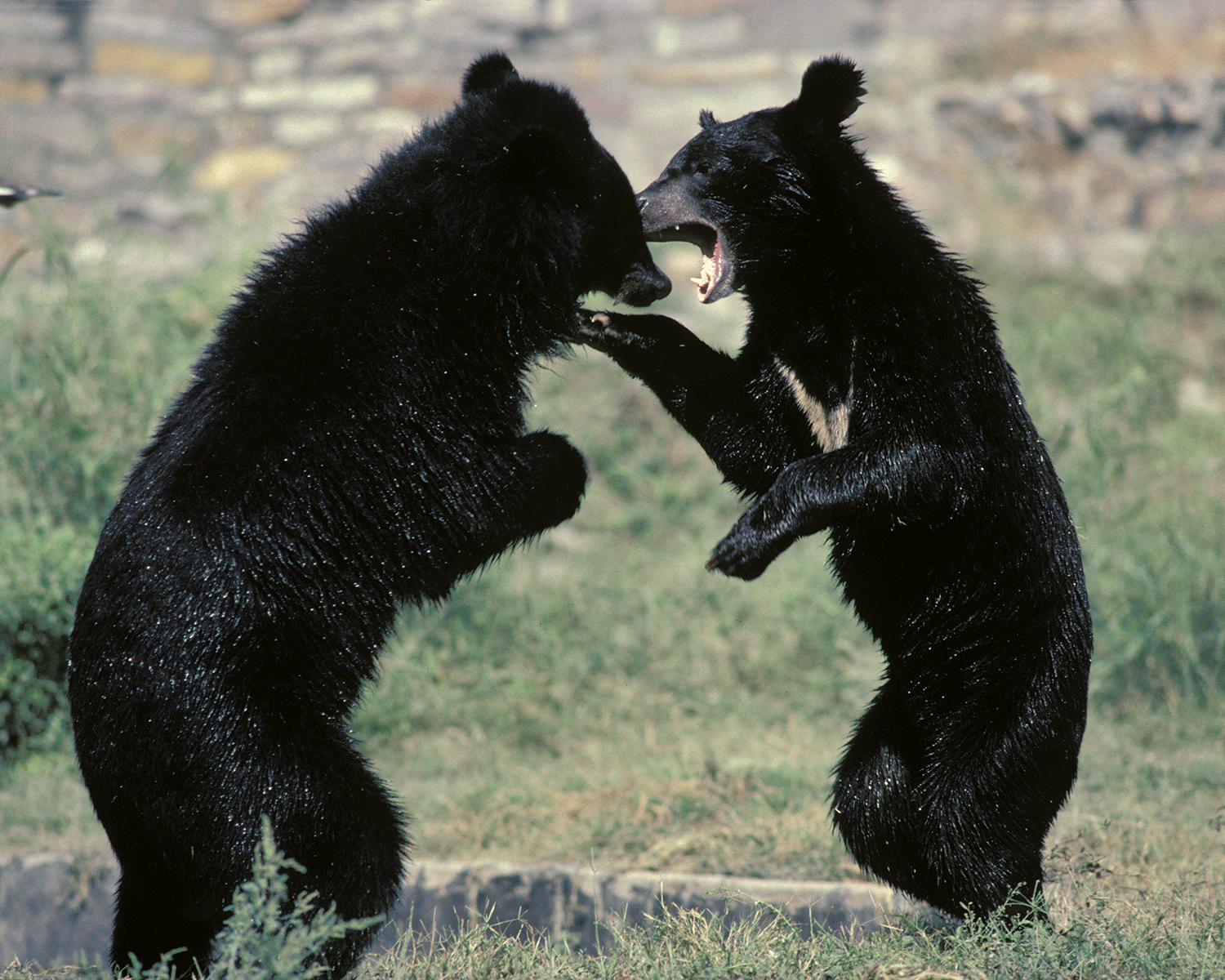 Asiatic black bears are critically endangered in some parts of Japan as a result of hunting and loss of habitat