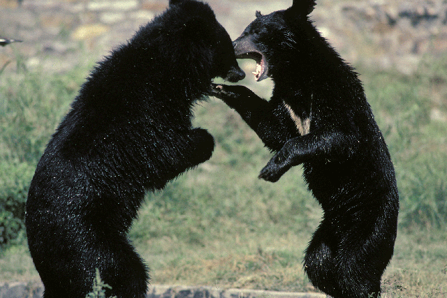 Asiatic black bears are critically endangered in some parts of Japan as a result of hunting and loss of habitat