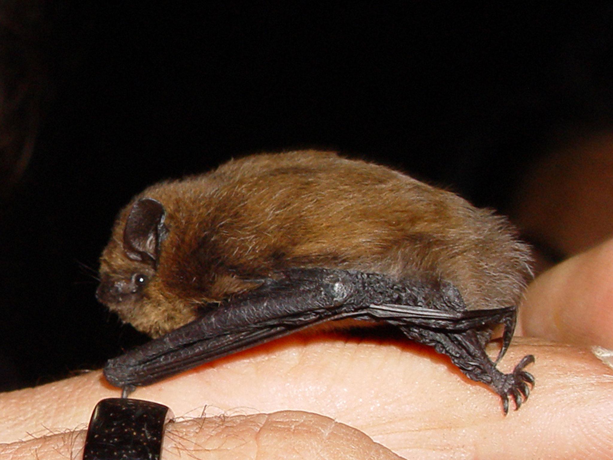 A common pipistrelle bat, similar to the creature Sehr Rafique found in her cereal