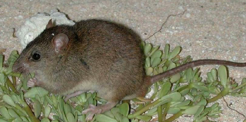 The Bramble Cay melomys is the first animal to have become extinct from human induced climate change and was last seen in 2009