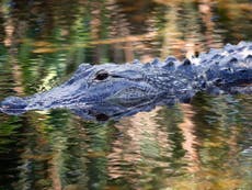 Police believe the toddler dragged by an alligator is dead