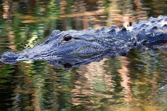 There are 1.3 million alligators across the state of Florida, but attacks are rare 
