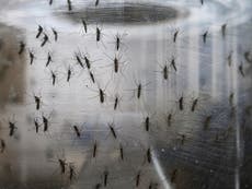 Zika: First case of female-to-male transmission of virus recorded in New York
