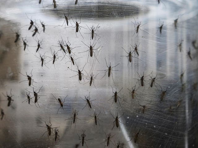 The mother contracted the virus from mosquitoes while travelling in Latin America