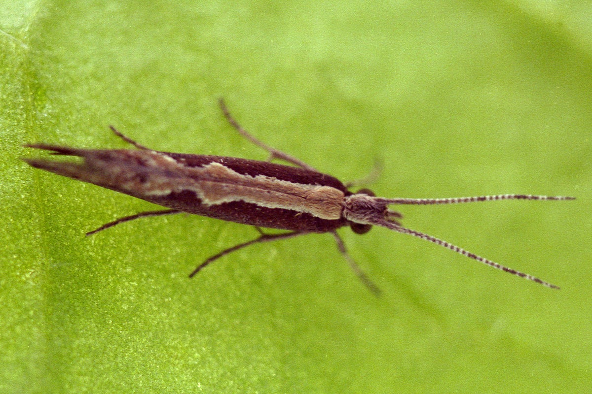 Explosion 'super-pest' moth population in Britain could devastate crops ...