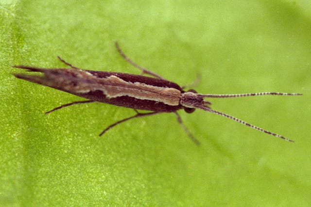 Diamondback moths (pictured) have been found to be resistant to most insecticides