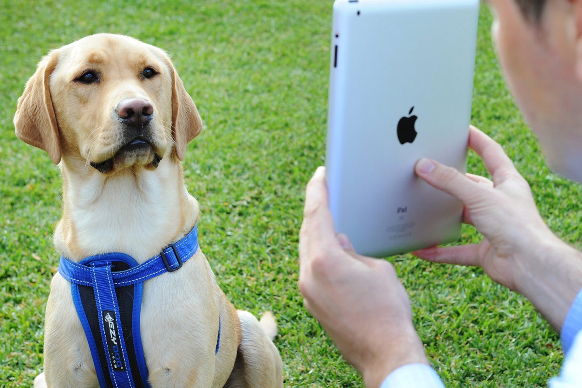 Touchscreens for dogs, wearables for chickens. Welcome to the world of ...