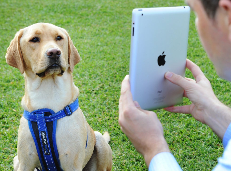 Touchscreens for dogs, wearables for chickens. to the world of