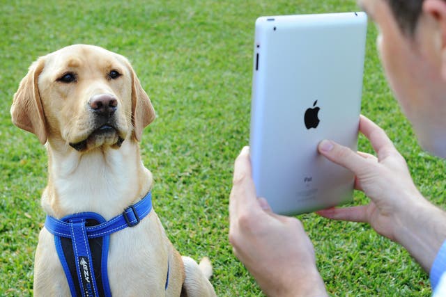 Dogs are often left at home alone during the day. Interactive media could provide the stimulation they need
