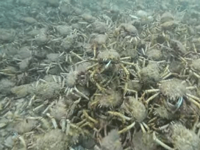 The giant spider crabs pile 10 deep on top of each other in places