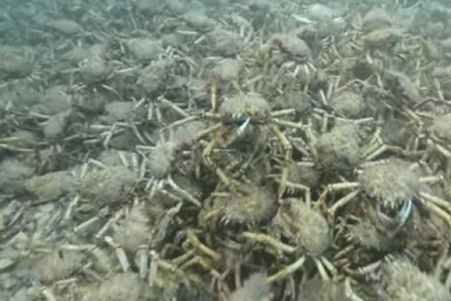 The giant spider crabs pile 10 deep on top of each other in places