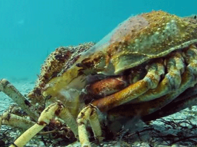 Thousands Of Giant Spider Crabs Gather In Australian Port And It S Going To Get Bigger The Independent The Independent