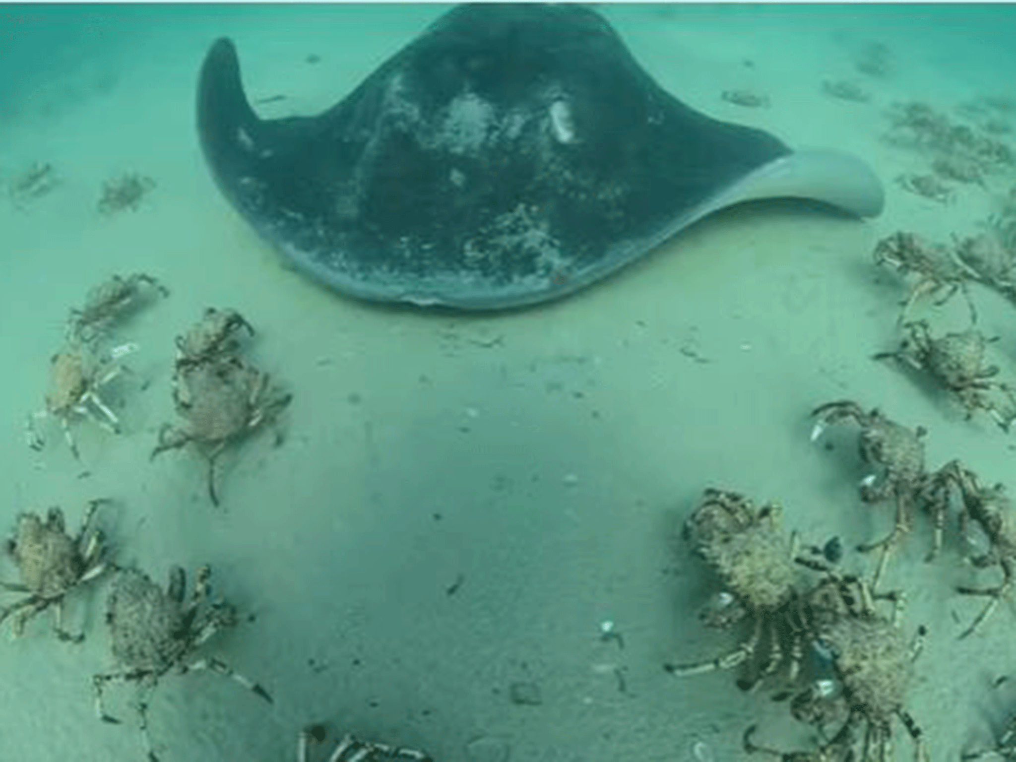 Spider crabs scramble to get out of the way of a ray as it passes through Port Phillip Bay in Melbourne