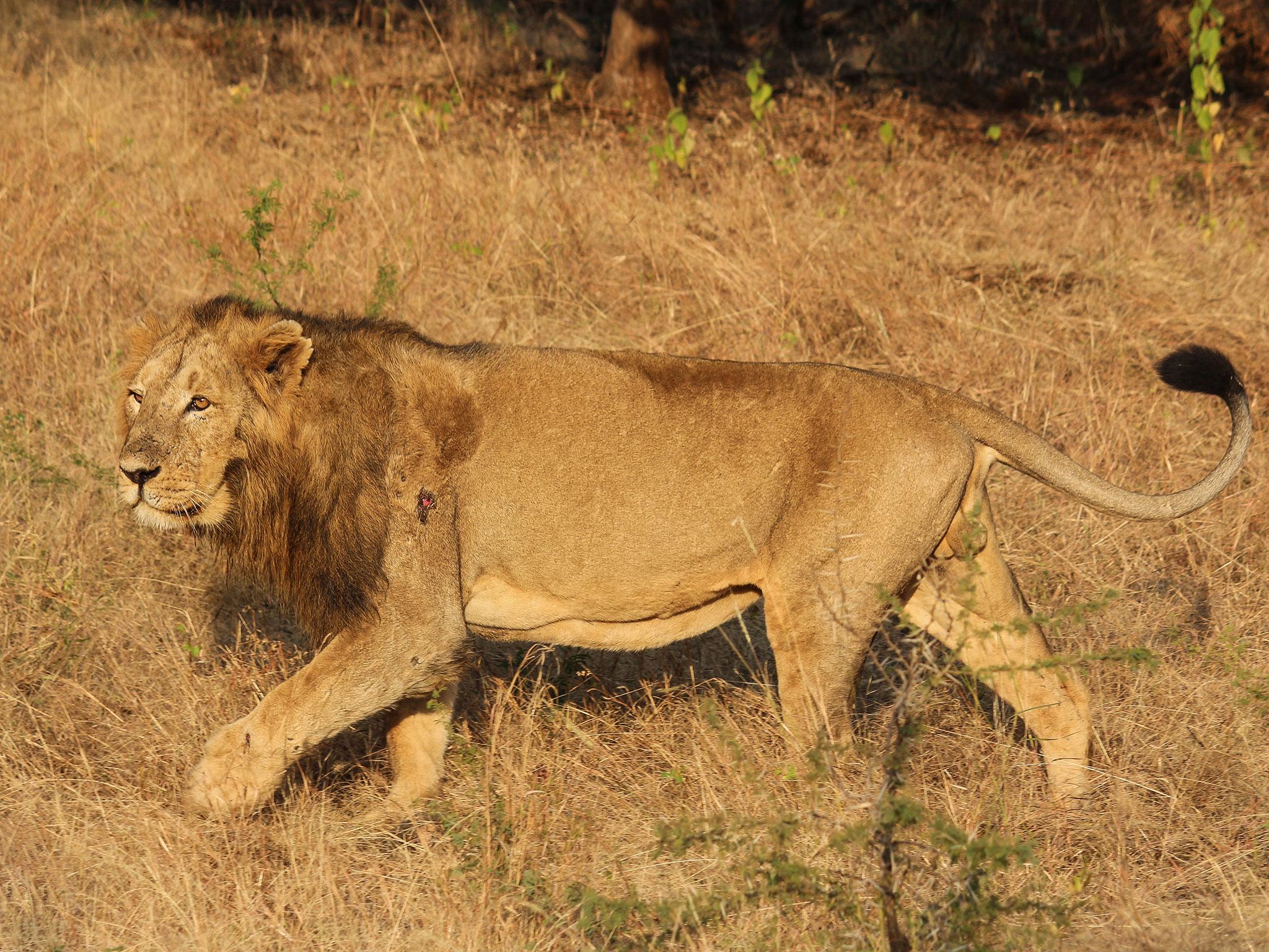 A male Asiatic lion in the Gir Forest, Gujarat state, India