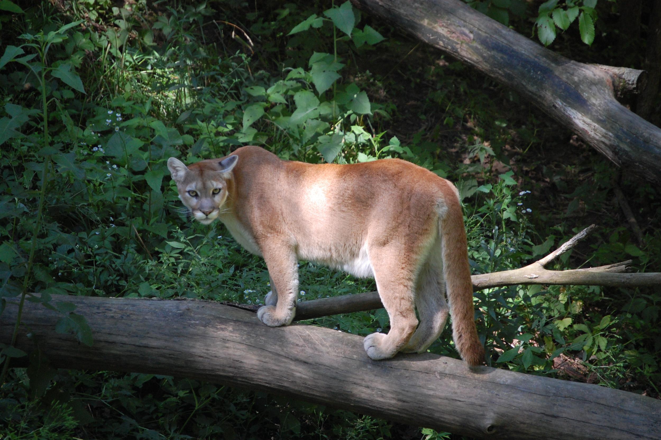 The boy had been playing with his brother in their backyard in the Colorado mountains on Friday evening when the cat pounced, according to reports.