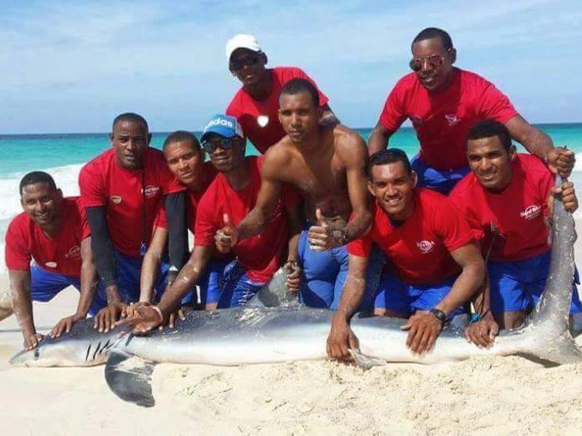 Shark dies after tourists drag it out of the sea to take photos