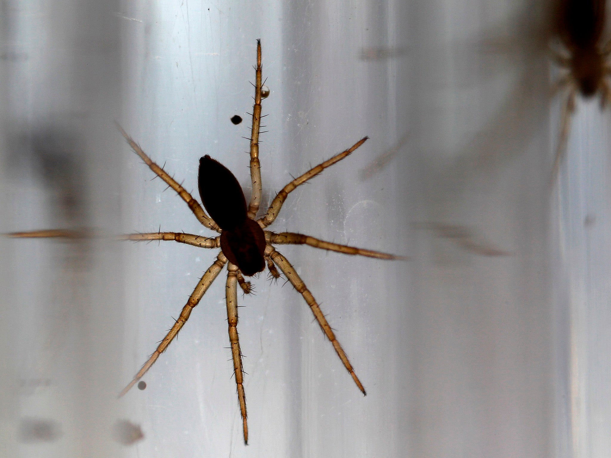 Baby fen raft spiders are reared in test tubes at Chester Zoo in 2011 at the beginning of the conservation efforts