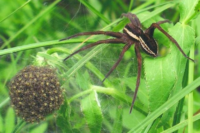 The fen raft spider dips its egg sac into water every few hours to keep eggs moist