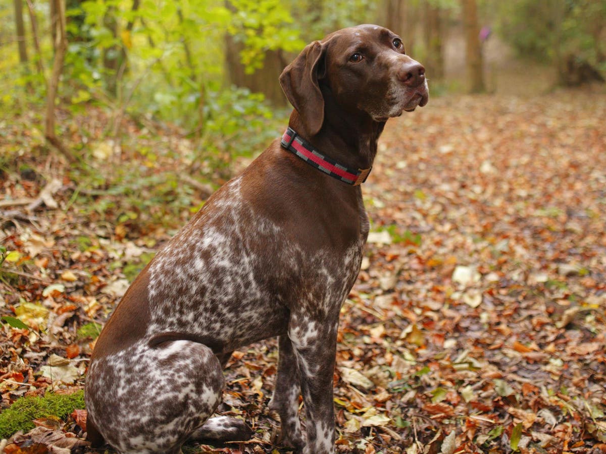 how to get a pet passport for a pointer in italy