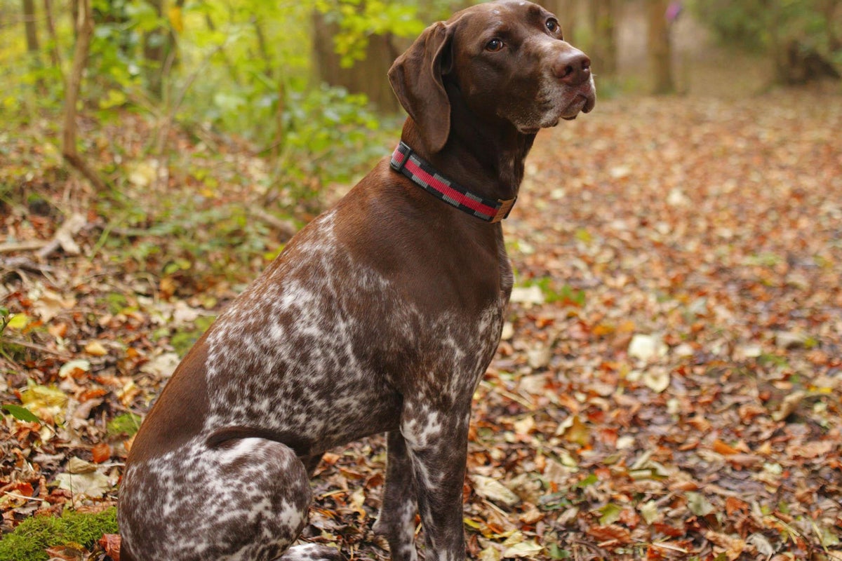 Alabama rot: Deadly dog infection continues to spread across the UK ...