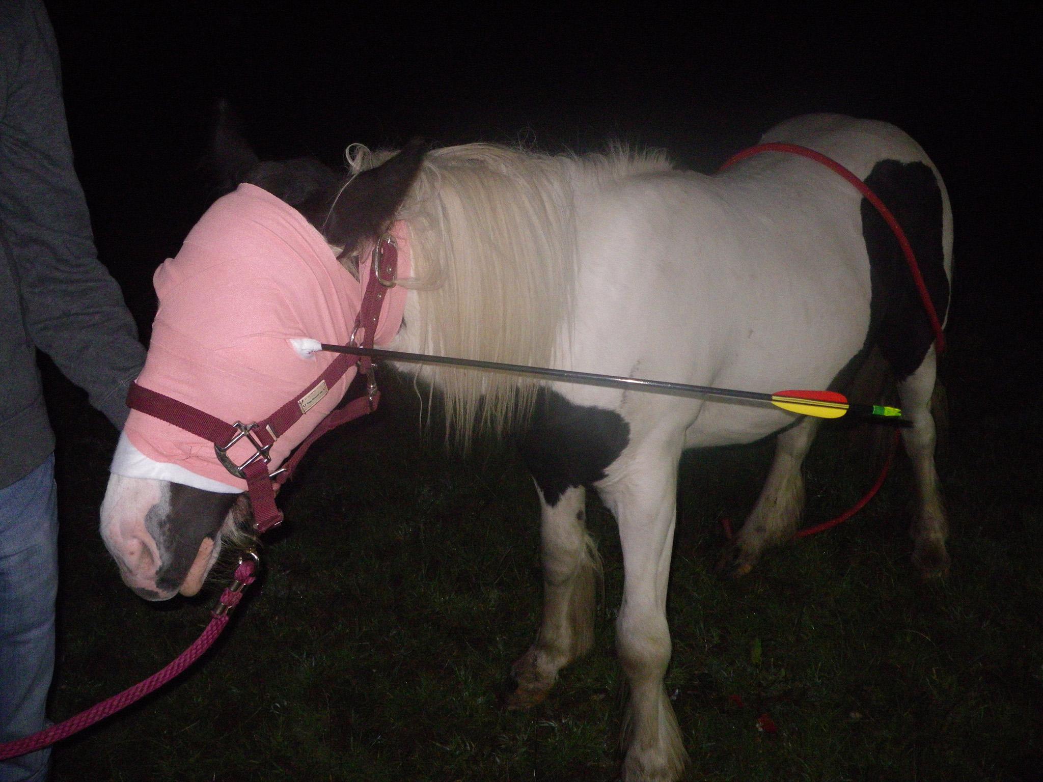 Widget the horse is expected to recover from the attack the RSPCA branded as 'wicked'.
