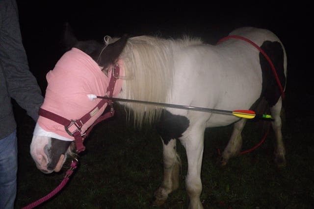 Widget the horse is expected to recover from the attack the RSPCA branded as 'wicked'.