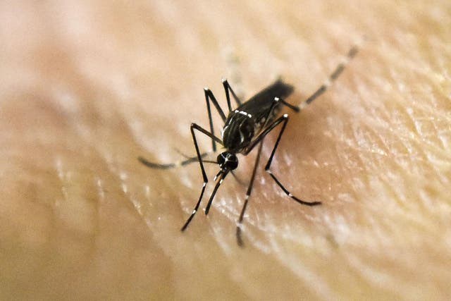 The Aedes Aegypti mosquito transmits the Yellow Fever, Zika and Dengue viruses