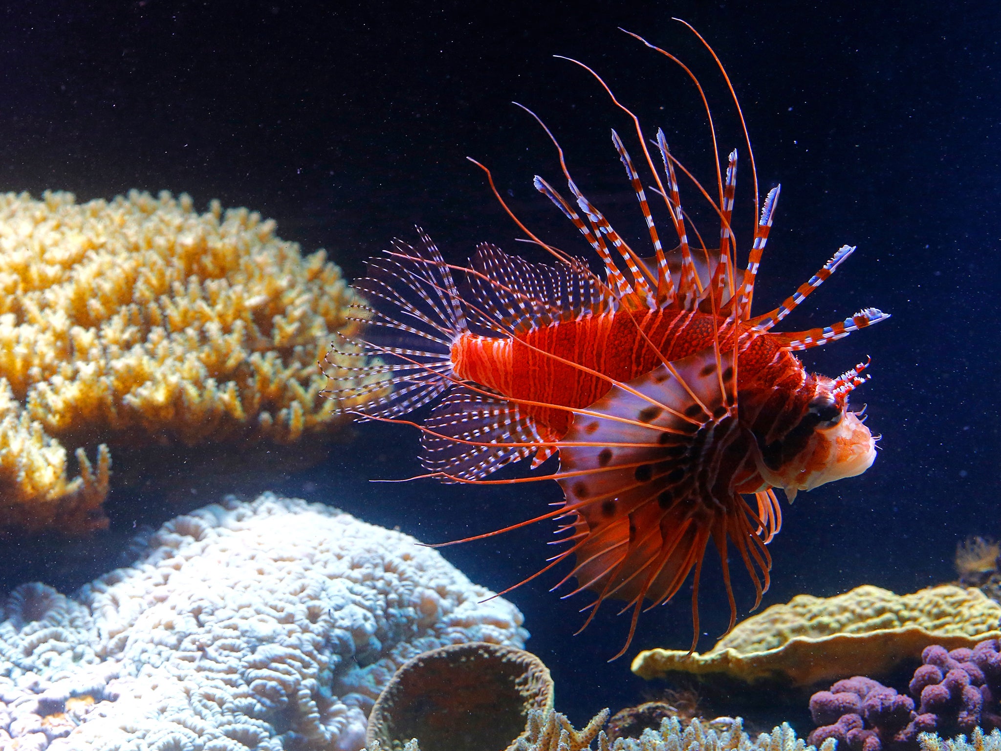 A red lionfish (Pterois volitans) swims in the aquarium of the Schonbrunn zoo