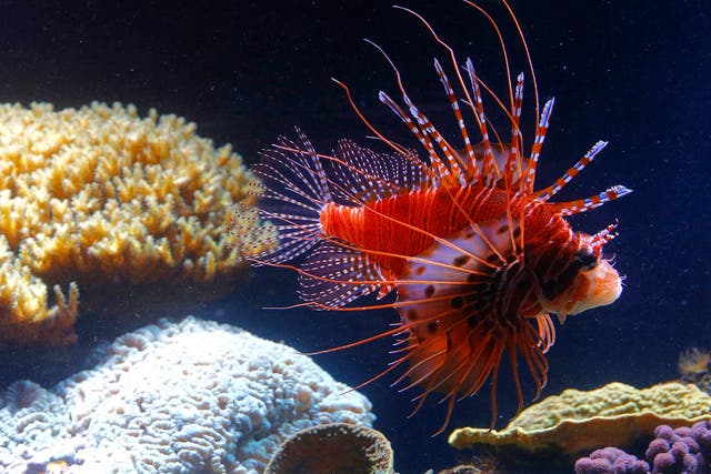 A red lionfish (Pterois volitans) swims in the aquarium of the Schonbrunn zoo